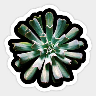 Echeveria Topsy Turvy Sticker